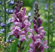 Antirrhinum majus Opus Lavender Snapdragon Seeds – 1000+ Soft Purple Blooms for Garden & Cut Flowers