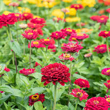 100 Seeds Zinnia Meteor Shower Mixed Colors 5" Flowers Non-GMO (Zinnia elegans)
