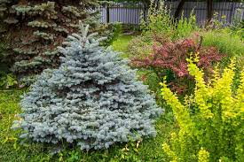 50 Blue Spruce Seeds - Picea pungens Trees, Colorado Blue Spruce, Evergreen Trees for Yard, Garden, & Landscaping, Hardy Conifer