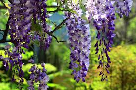 Japanese Wisteria Cuttings - 10 Fresh Softwood Cuttings (5-8 in) - Fragrant Purple Flowers, Fast Blooming, Ready to Grow