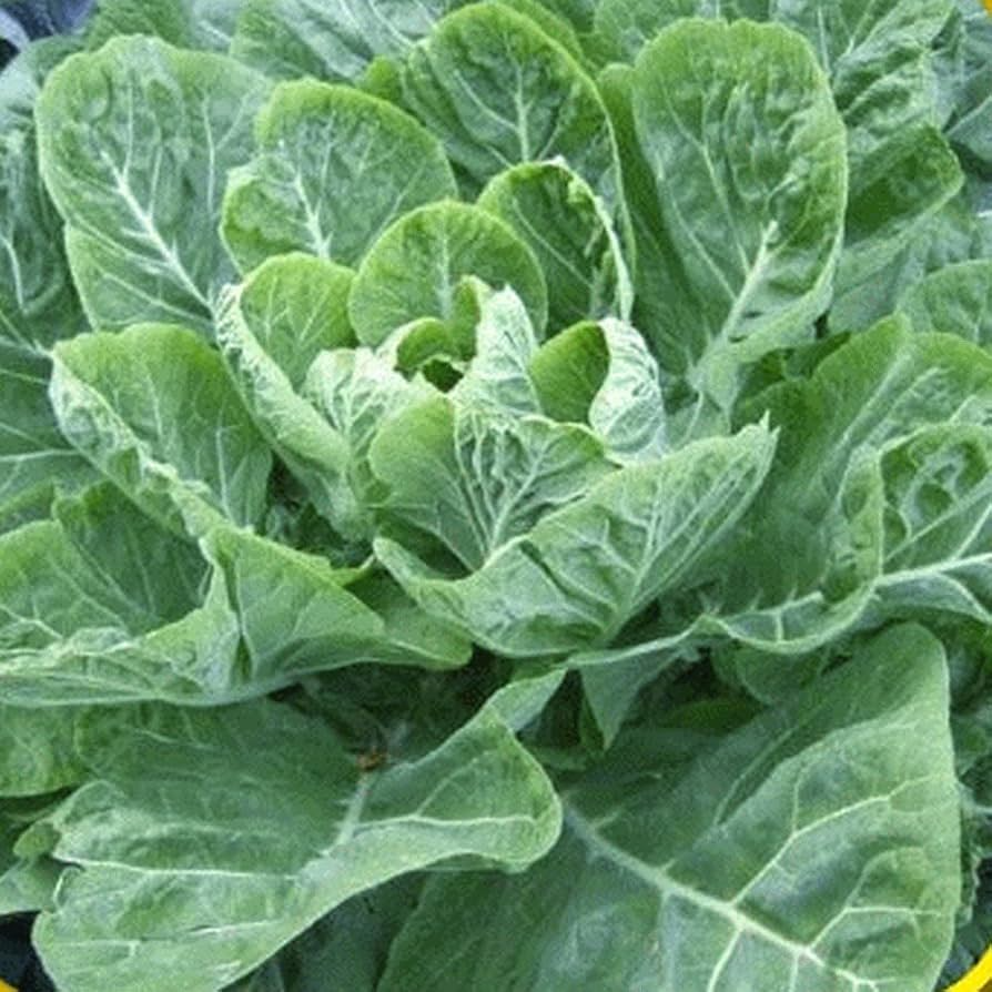 300 Seeds Collards Champion – Brassica oleracea | Heirloom Collard Greens for Planting, Gardening & Nutritious Harvests