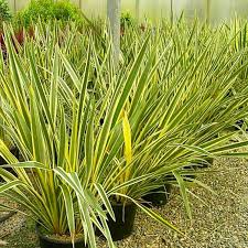 1 Rooted New Zealand Flax Plant - Phormium Tenax - Cold Hardy (10 F), 12" Tall, Potted, Ready to Plant