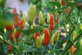 3 Chocolate Dragon’s Breath Starter Plants - Super Hot Pepper Live Plants - Young Plants for Gardens, Containers, & Spicy Recipes