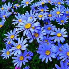 Blue Marguerite Daisy Seeds – 200+ Seeds – Sky-Blue Blooms with Yellow Centers for Pollinator Gardens, Containers & Borders – USA