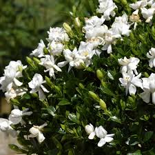 Frost Proof Gardenia Starter Plant - Evergreen Shrub, 7-10 Inches Tall - Highly Fragrant Blooms for Gardens, Containers & Landscaping