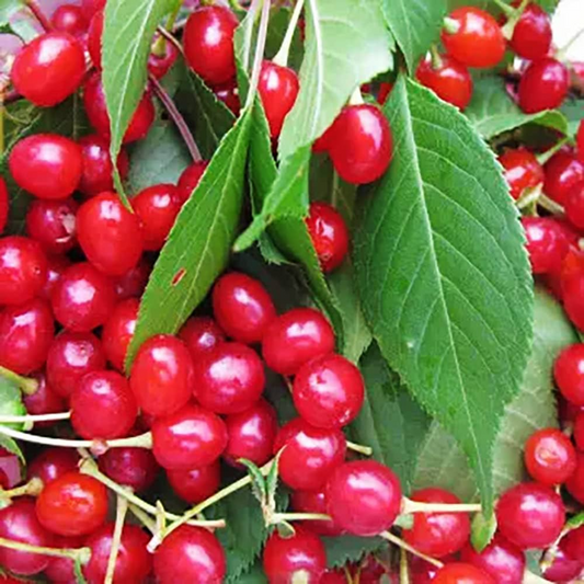 10+ Merchant Cherry Seeds – Sweet, Juicy, Early-Ripening Red Cherry Tree