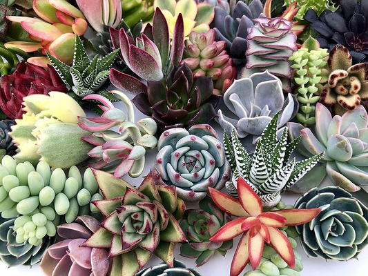 10 Assorted Succulent Cuttings for Terrariums Dish Gardens, Mini Fairy Garden Plants, Varieties Including Echeveria, Crassula, Sedum & More