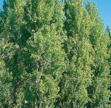 10 Unrooted Cuttings Theves Poplar (Populus nigra ‘Afghanica’) - Easy-to-Root 10-12 Inch