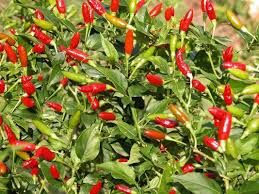 20 Firecracker Pepper Seeds – Extra Spicy, Heirloom, Non-GMO, High Yield, Easy to Grow