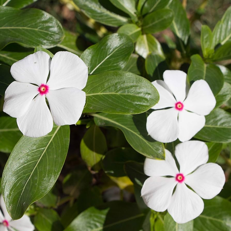 Bright Eye Periwinkle 50 Seeds – Vinca rosea – Tropical Annual with Pink Flowers and Dark Center for Full Sun Borders