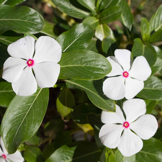 Bright Eye Periwinkle 50 Seeds – Vinca rosea – Tropical Annual with Pink Flowers and Dark Center for Full Sun Borders