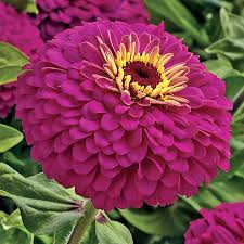 100+ Uproar Rose Zinnia Seeds – Vibrant Pink Blooms for Garden Planting, Long-Lasting Cut Flowers for Beds & Borders – USA