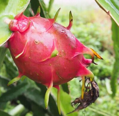 5pcs Rooted White Dragon Fruit Cuttings – Live Plant, Ready to Plant