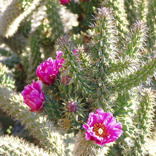 Cylindropuntia spinosior | Cane Cholla Rooted Cutting | Hardy Cactus for Xeriscapes & Desert Gardens