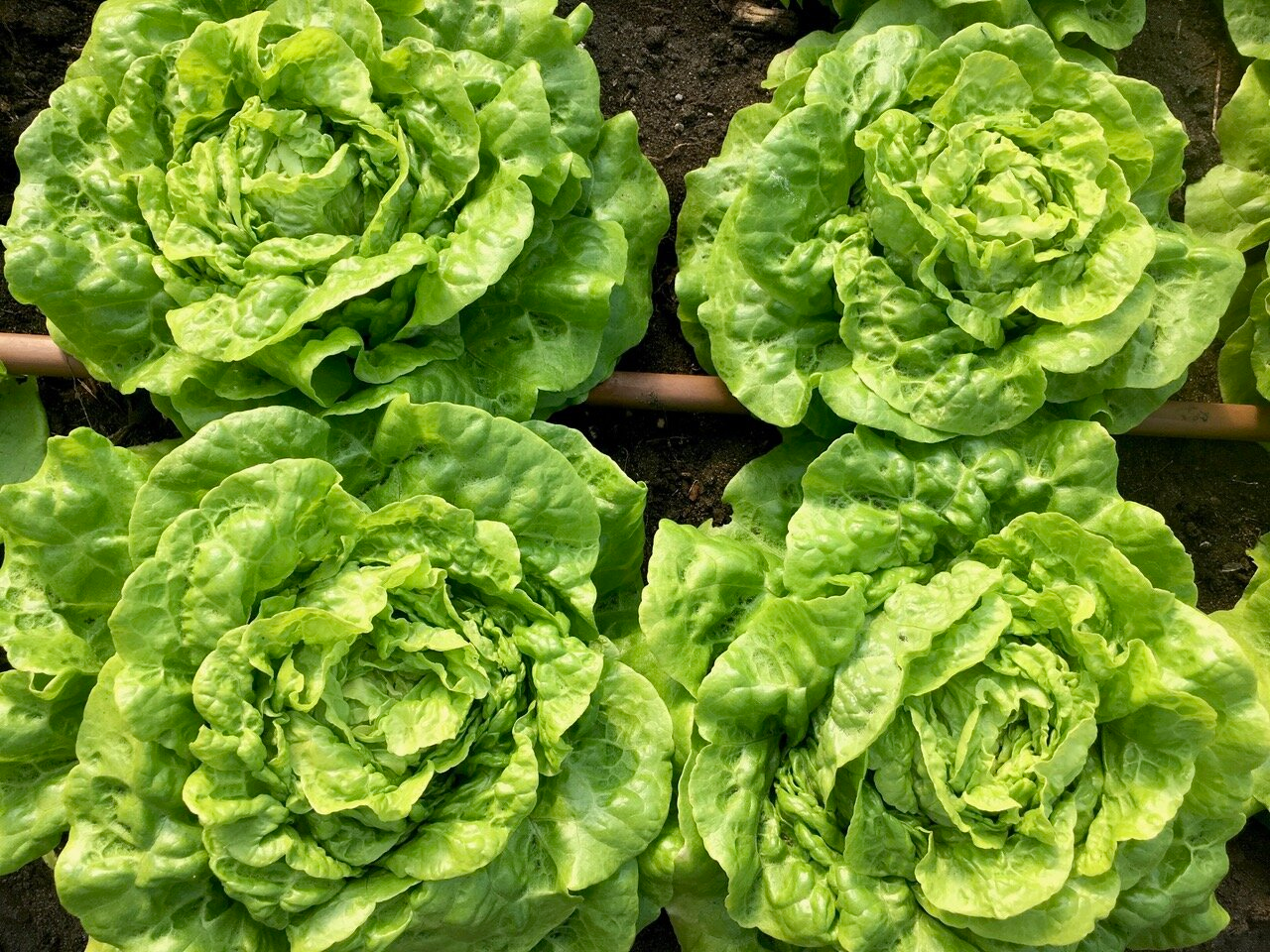 1g Tom Thumb Butterhead Lettuce Seeds Lactuca sativa | Heirloom, Non-GMO, Miniature, Tender, Sweet, Perfect for Small Gardens