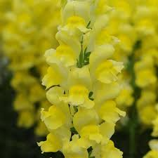 1000+ Potomac Yellow Snapdragon Seeds – Tall Spikes of Bright Yellow Blooms for Garden Planting, Cut Flowers & Borders – USA