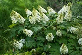 50 Hydrangea Seeds - White Flower Bush, Shrub, Oakleaf Hydrangea (Hydrangea quercifolia), Hardy Plant, Garden Starter, Landscaping Plant