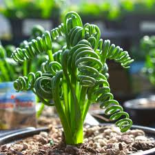 Albuca Spiralis ‘Frizzle Sizzle’ – 1 Large Corkscrew Succulent Bulb, 1" Tall, Unique Spiral Leaves