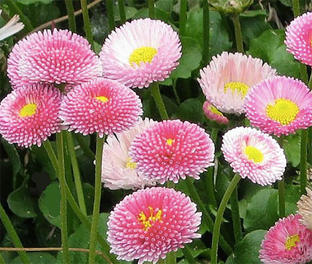 200+ Pink English Daisy Seeds – Rosy Button-Like Blooms for Garden Planting, Charming Perennials for Borders & Containers – USA