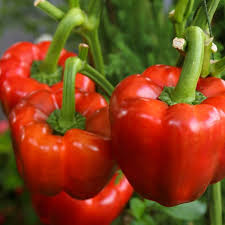 25 Sweet Yolo Wonder L Pepper Seeds – Capsicum annuum – Red Bell Pepper, Heirloom, Non-GMO, Sweet & Crisp Flavor