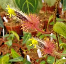 Columnea Minor Gesneriad Terrarium Plant - Rare US Grown, Purple Blooms, Medium Light