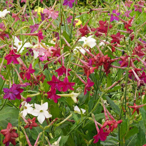 500 Seeds Tobacco SENSATION Mix (Nicotiana alata) Jasmine Fragrant Flowers Non-GMO, Aromatic Tobacco, Perfect for Gardens