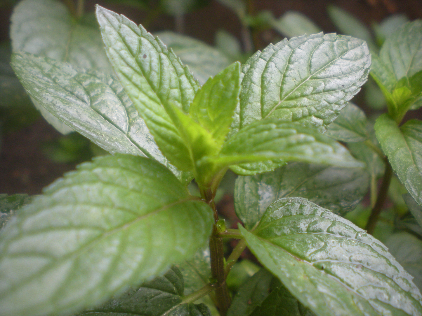 30 mg Seeds Peppermint Herb – Mentha × piperita | Fresh Mint for Planting, Culinary, Tea Uses