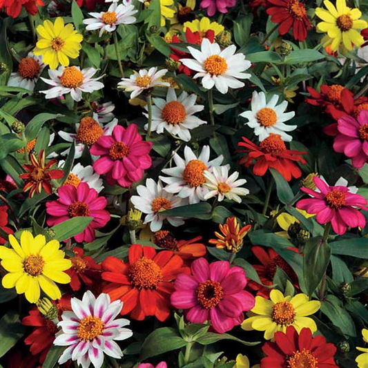 100+ Zahara Single Mix Zinnia Seeds – Bright Single Blooms for Garden Planting, Heat & Drought Tolerant Annual Flowers – USA