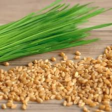 Cat Grass Seeds - Heirloom, Non-GMO, Fast-Growing, Safe for Cats, USDA Zones 3-9,