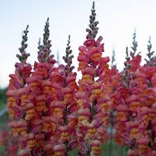 Antirrhinum majus Monaco Orange Snapdragon Seeds – 1000+ Bright Blooms for Garden & Cut Flowers