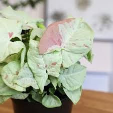 1 Syngonium podophyllum 'Milk Confetti' - Live Arrowhead Plant in 4" Pot - Well-Rooted Indoor Houseplant