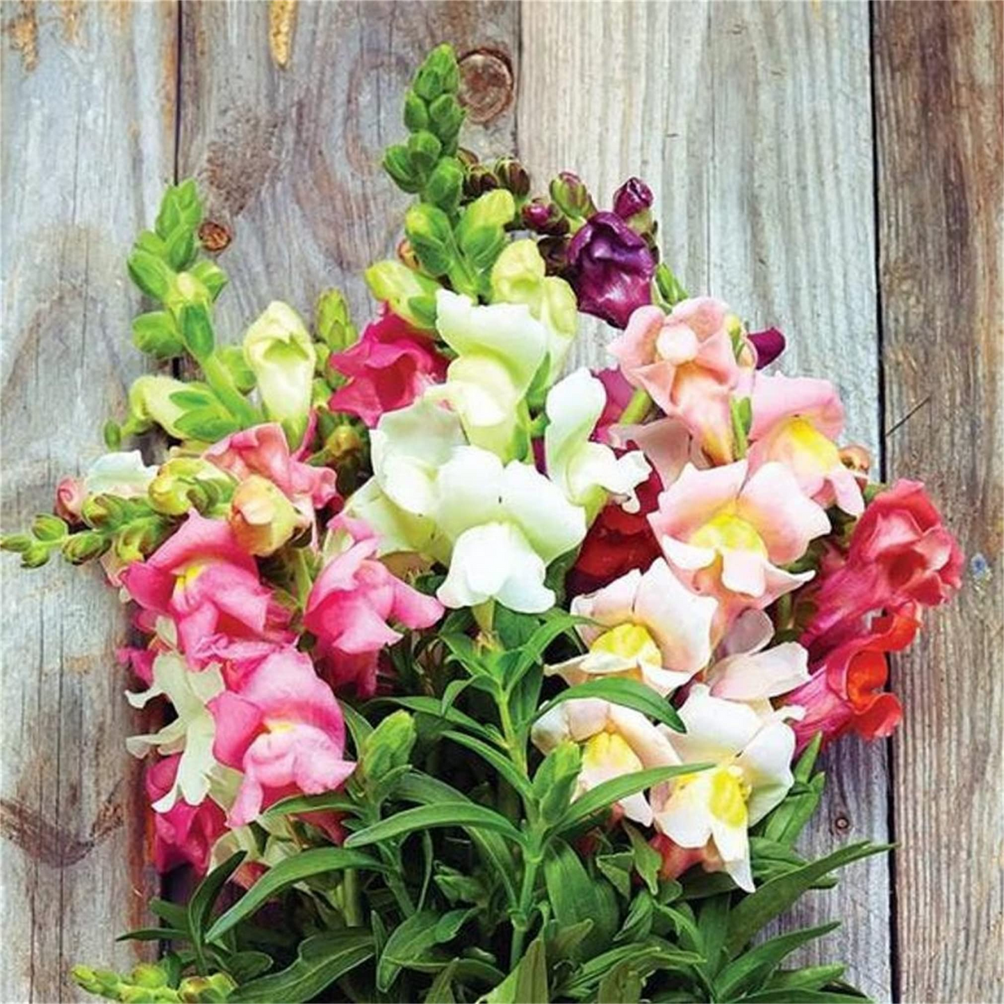 Antirrhinum majus Johnny’s Potomac Summer Berry Blend Snapdragon Seeds – 1000+ Vibrant Cut Flower Seeds