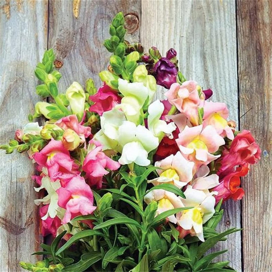 Antirrhinum majus Johnny’s Potomac Summer Berry Blend Snapdragon Seeds – 1000+ Vibrant Cut Flower Seeds