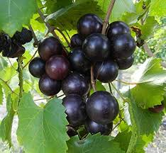 8 Fresh Vine Clippings Muscadine Grapes (Vitis rotundifolia) - Organic Wild Grown Superfood for Propagation & Grafting
