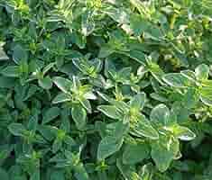 100mg Italian Oregano Seeds | Origanum vulgare | Heirloom, Non-GMO Culinary Herb | Aromatic & Easy to Grow