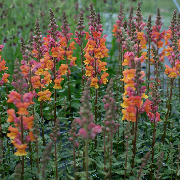 Antirrhinum majus Opus Early Bronze Snapdragon Seeds – 1000+ Warm Copper-Toned Blooms for Garden & Cut Flowers