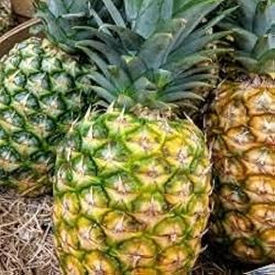 Queen Pineapple Seeds - 15+ Tropical Fruit Seeds - USA Grown -  - Sweet Compact Fruit - Container Friendly - Home Garden