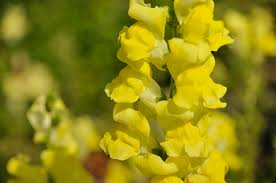 Antirrhinum majus Rocket Gold Snapdragon Seeds – 1000+ Bright Golden-Yellow Blooms for Garden & Cut Flowers