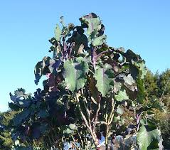 1 Purple Leaf Tree Collard Unrooted Cutting 6-8" | Brassica oleracea, Edible Plant, Healthy Stalk with 4 Leaf Nodes
