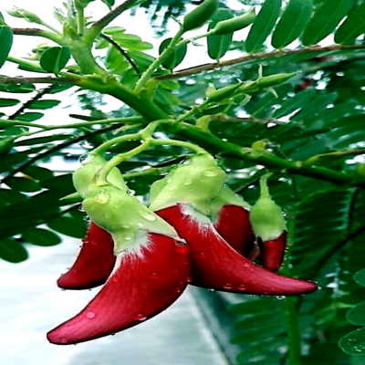 20 Hummingbird Tree Seeds (Sesbania grandiflora) "Agati" – Tropical 50 Ft Tree, Fast Growing & Rare Flowering Plant