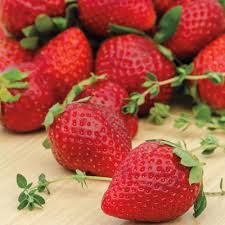 12 Bare Root Pack “Ozark Beauty” Everbearing Strawberry Plants | Hardy, Sweet & Juicy Berries | Zones 4-9