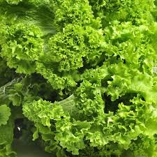 1g Mustard Southern Giant Curled Seeds Brassica juncea | Heirloom, Non-GMO, Leafy Greens, Cold Hardy, Spicy Flavor, Easy to Grow