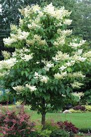 1 Syringa reticulata Japanese Lilac Tree - Live Bare Root Plant 12"-14" for Zones 3-7 - Hardy Ornamental Flowering Tree