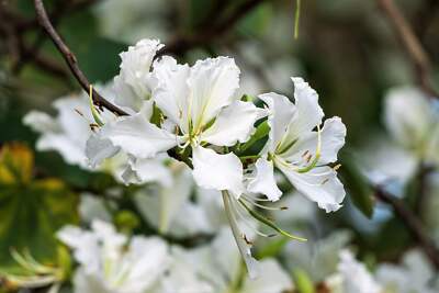 10 Seeds Bauhinia Alba for Planting | White Orchid Tree | Rare White Bauhinia Seeds | Fast Growing Ornamental Flowering Tree for Garden