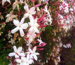 Pink Jasmine Starter Plant | Jasminum polyanthum | Fragrant Live Plant in 2" Pot | Fast Growing | Pet Safe & Air Purifying