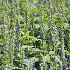 750 Seeds Chia (Salvia hispanica) – Nutrient-Packed Superfood and Pollinator-Friendly Herb