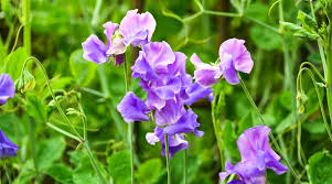 50+ Violet Queen Sweet Pea Seeds – Fragrant Deep Violet Blooms for Garden Planting, Climbing Vines for Trellises – USA