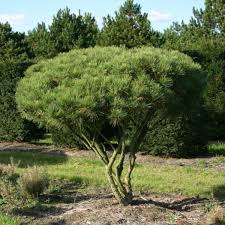 10 Japanese Red Pine Tree Seeds (Pinus densiflora) – Evergreen Bonsai or Landscape, 30-50' Tall