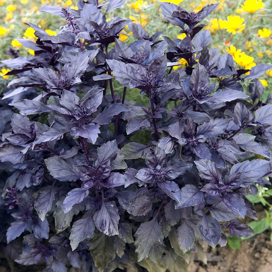 1000 Seeds Dark Opal Basil (Ocimum basilicum) – Aromatic, Colorful Herb for Cooking & Gardens
