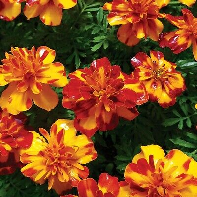 100 Seeds French Marigold Bolero Mix - Fiery Colors, Dwarf Non-GMO, Beneficial Pollinator Plant, for Gardens & Landscapes (Tagetes patula)
